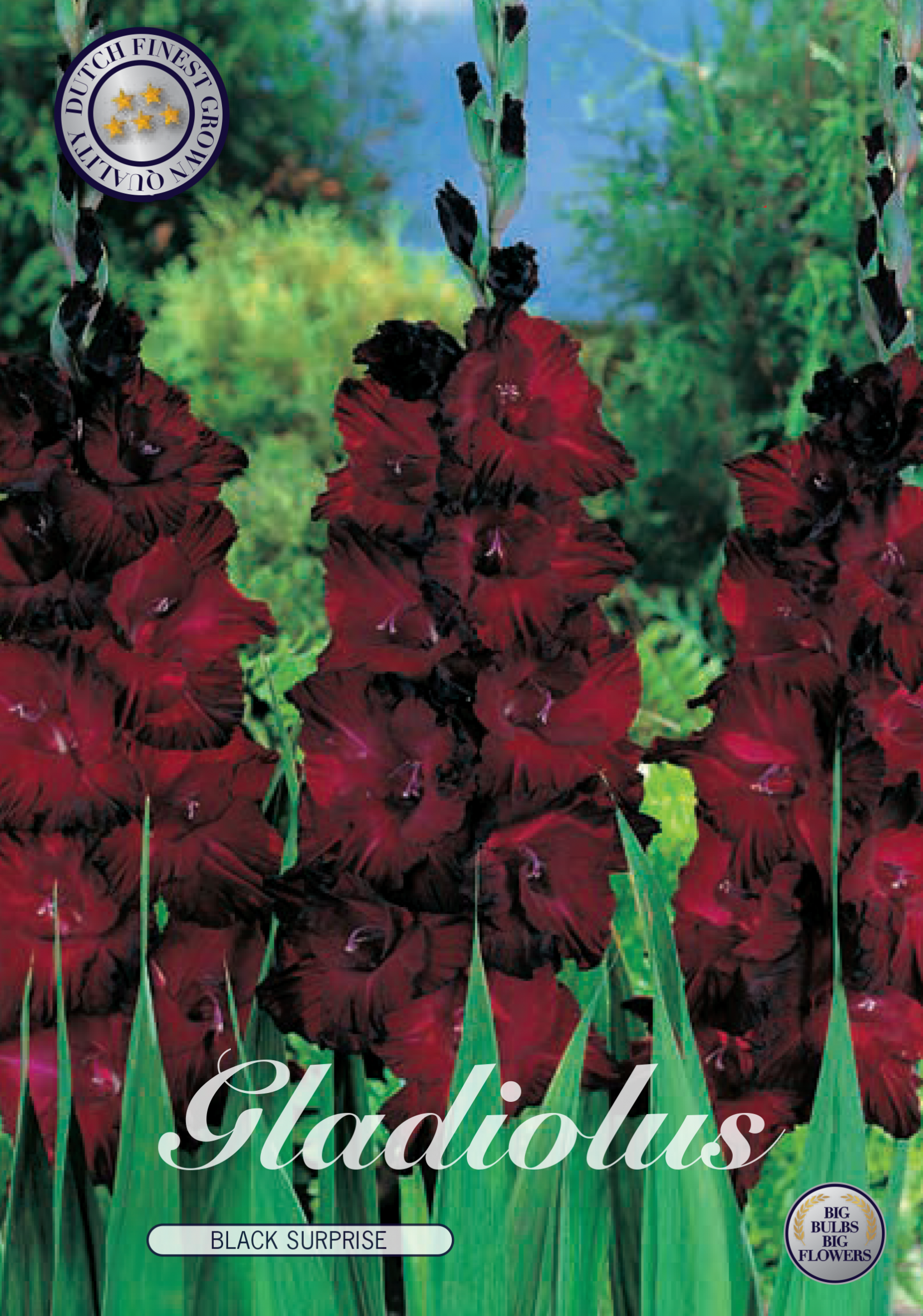 Gladiolus Black Surprise