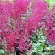 Astilbe Astilbe japonica ‘Red Sentinel’