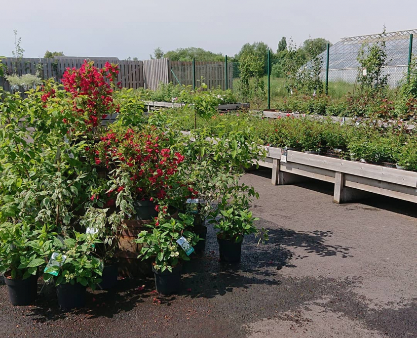 Plantskola miljö
