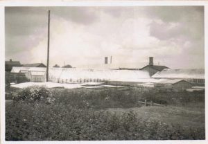 Växthus miljö